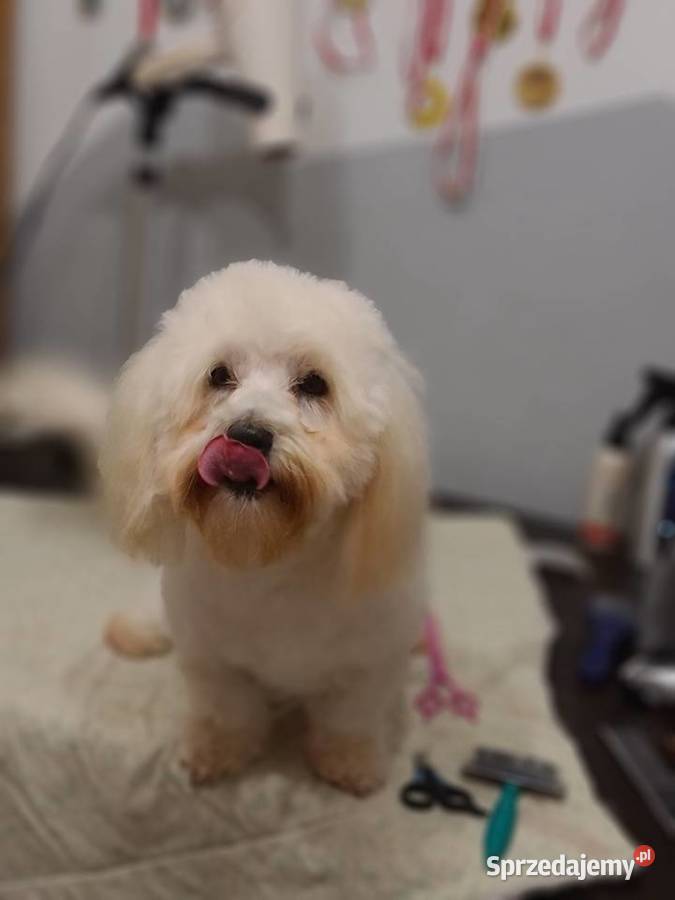 Coton de Tulear dorosły Dąbrowa Górnicza