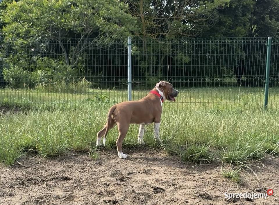 Amstaff FCI gotowy do odbioru szczeniak Gdańsk