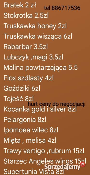 Supertunia Vista 15 kolorów sadzonki w Czulice