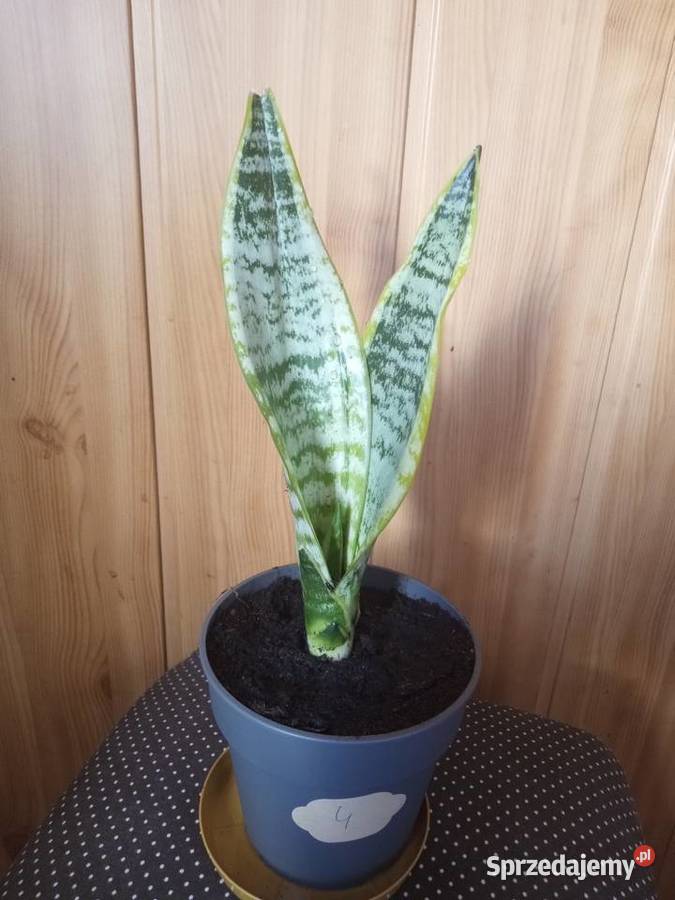 Sansevieria kwiat doniczkowy kwiaty Kielce