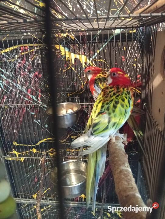 Ptaki opolskie Strzelce Opolskie