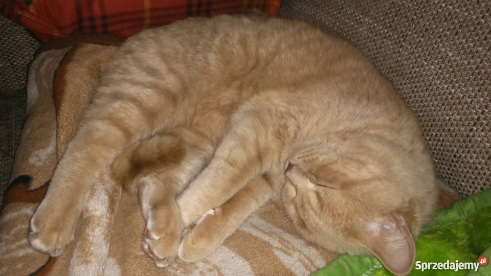 Piękny brytyjczyk kocur Koty