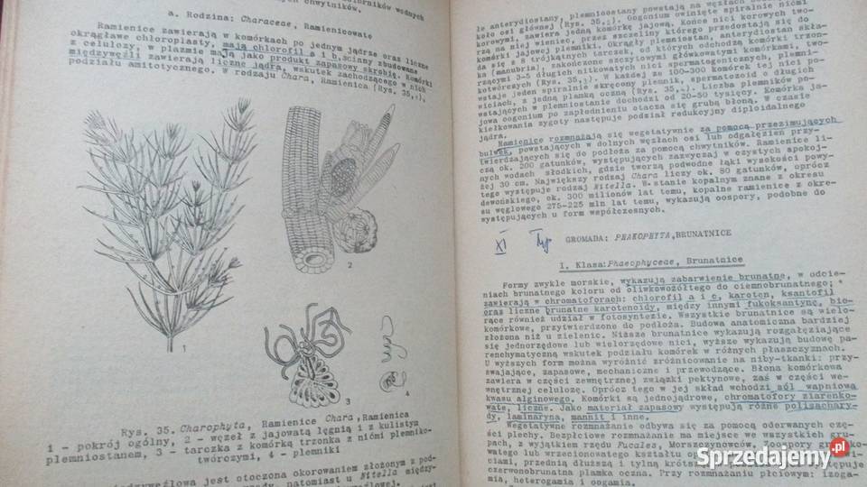 Zarys systematyki roślinSystematyka biologia, ekologia Łódź sprzedam