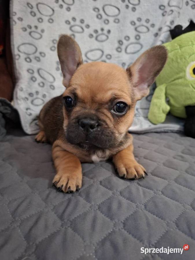 Sprzedam buldożki francuskie Olsztyn