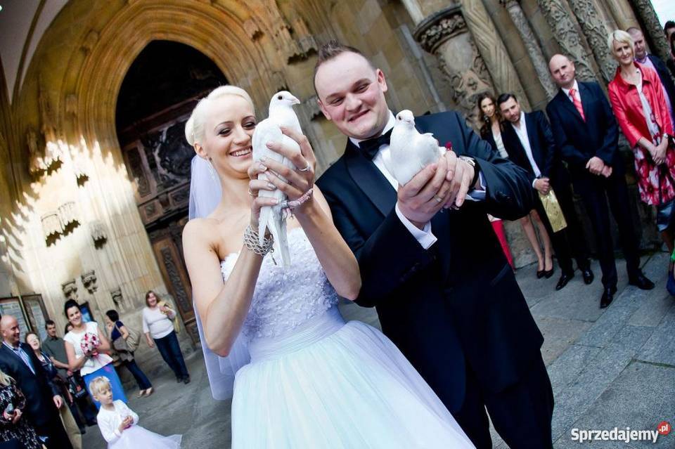 Białeślubne gołębie wojdolnośląskie i opolskie Pozostałe