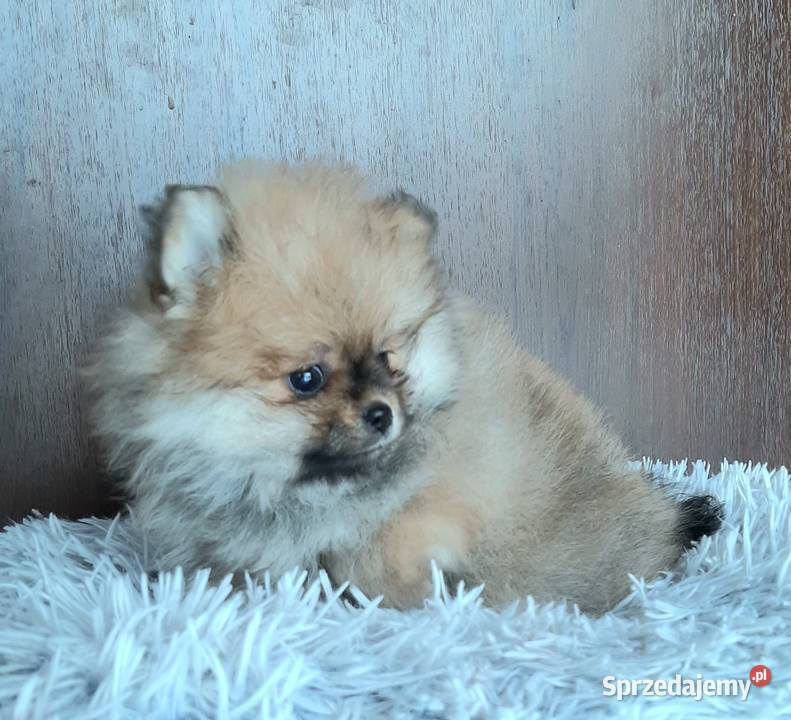 Szpic miniaturowy pomeranian suczka Pabianice