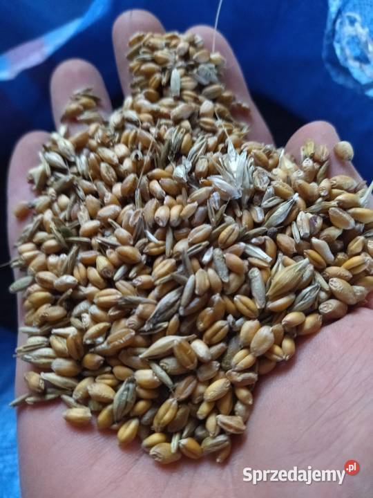 Sprzedam pszenicę i żyto Kielce