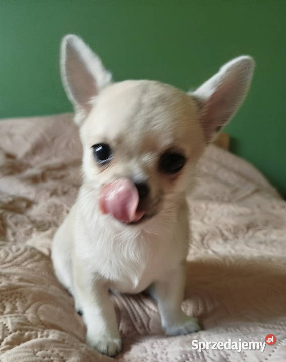 Chihuahua maleńki piesek wielkopolskie Konin