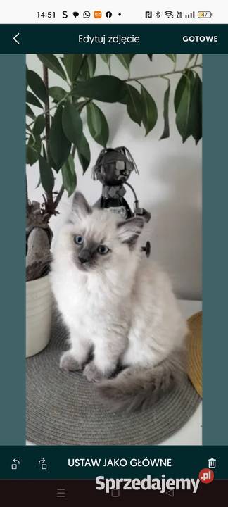 Kocurek Ragdoll FPL Bydgoszcz