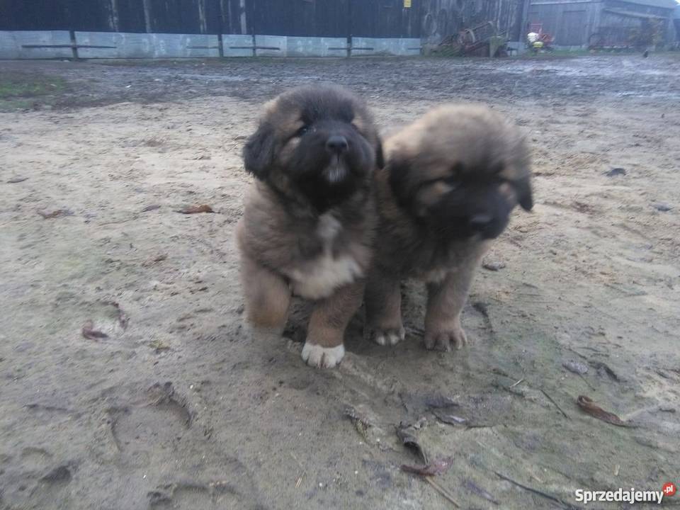 owczarek kaukaski Psy Psy Nowy Gołymin