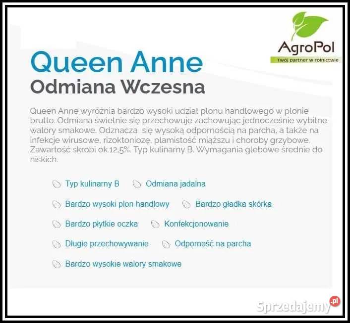 Ziemniak Sadzeniak QUEEN ANNE Kwalifikowane Opalenica