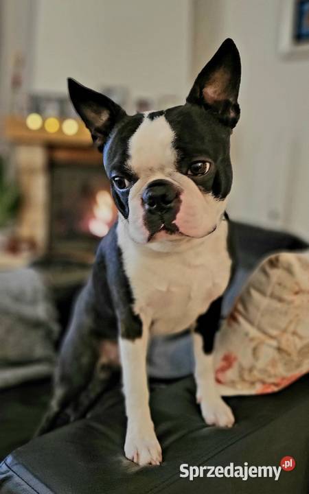 Reproduktor Boston Terrier Champion ZkwP FCI Kraków