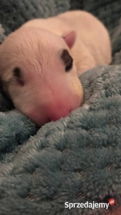 Szczeniaki Bulterier Standard