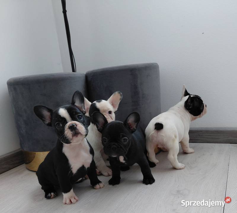 Buldog francuski suczka Płońsk