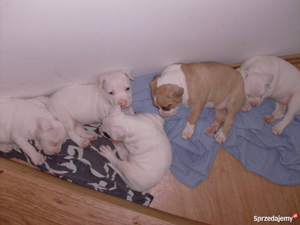 Mocne szczeniaki Amstaff Psy Brzeg