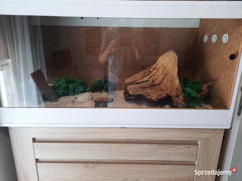 Boa cesarski samiec roczny Poznań