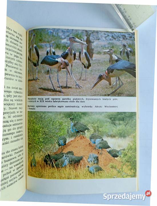 Opowieści z sawanny i buszu Ada Wińcza Rok wydania 1983 Gdynia
