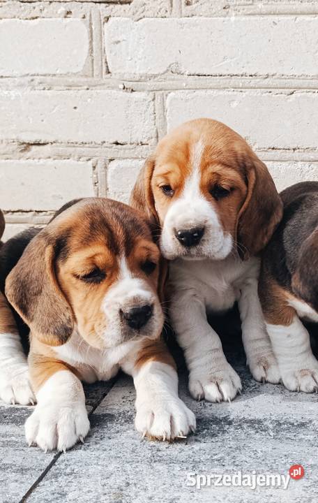 Beagle tricolor szczeniak Sokołów Podlaski