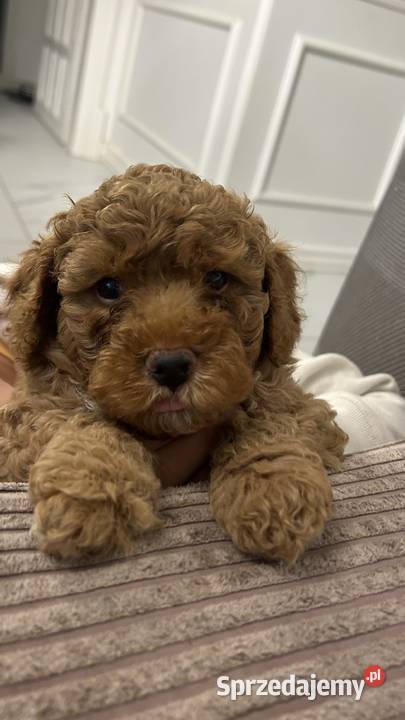 Maltipoo Red Brown sprzedam