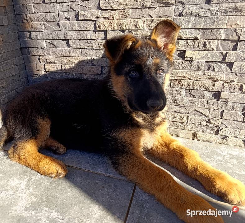 Owczarek Niemiecki opolskie Góra