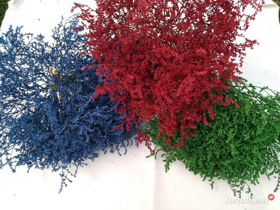 Zatrwian tatarski kolorowy mazowieckie Gąsocin