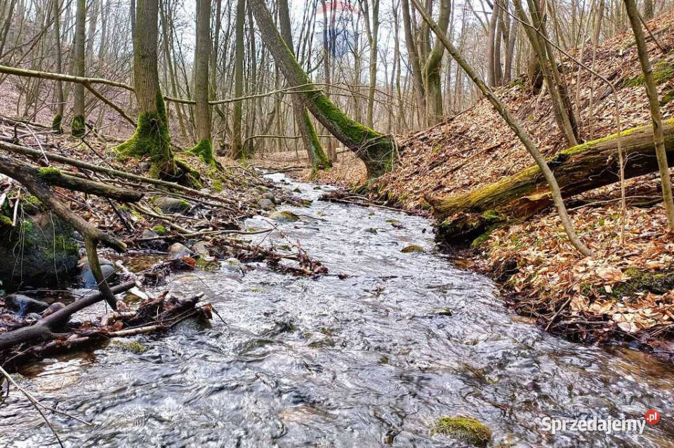 Działka wśród drzew z udziałem w akwenie 60m Pinino sprzedam