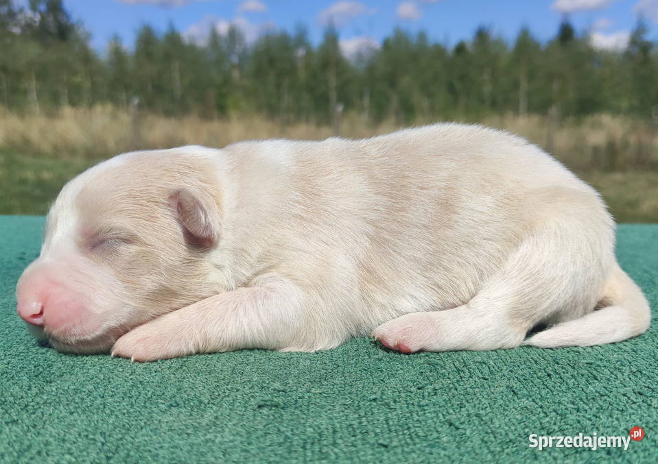 Pies eered BORDER COLLIE pełna dok REZERWACJE Iwonicz