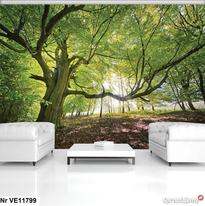 Tapeta fototapeta Las drzewa natura i widok