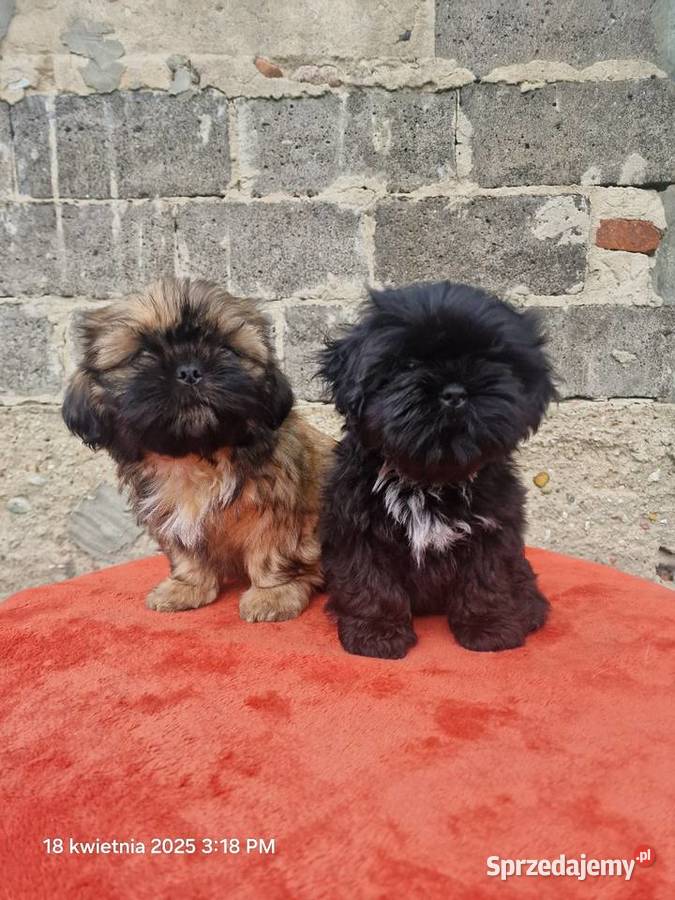 Piesek SHIH TZU do rezerwacji