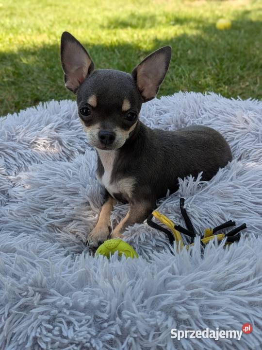 Chihuahua suczka xxs