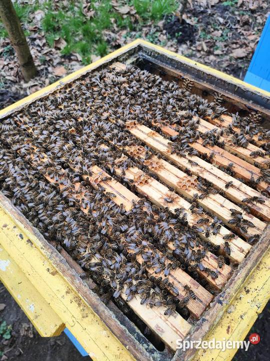 Ule wielkopolskie z rodzinami Wadlew sprzedam