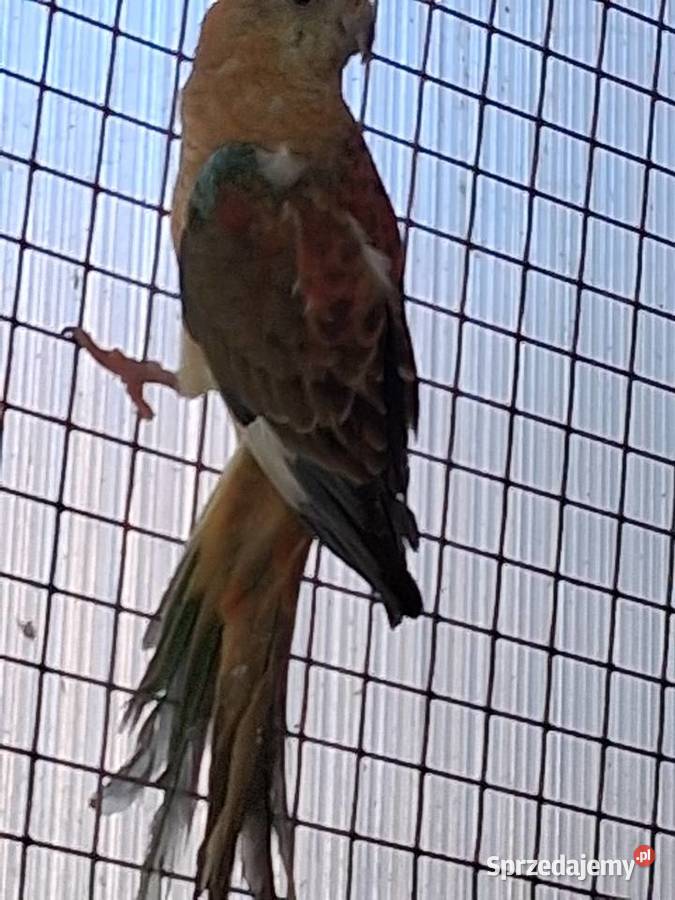 Sprzedam Papugi Bestwina