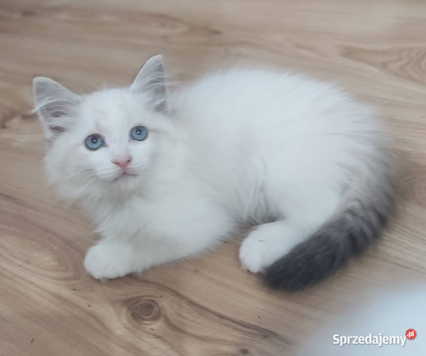 ZAZU Dumka śliczny kocurek syberyjski neva Warszawa