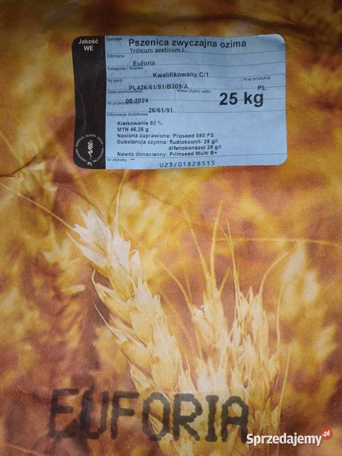 Pszenica ozima euforia sprzedam