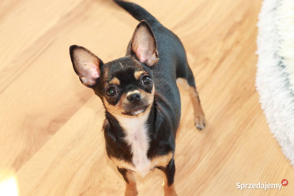 Chihuahua suczka 7miesiecy ZKwP FCI Świnoujście