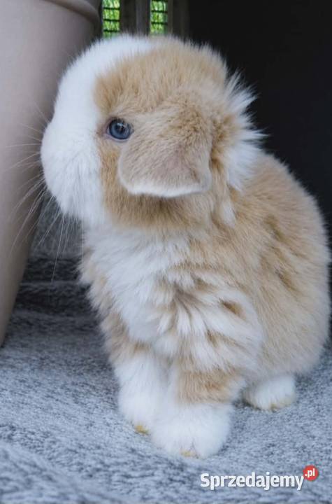 Śliczne kroliczki mini lop Gryzonie Poznań