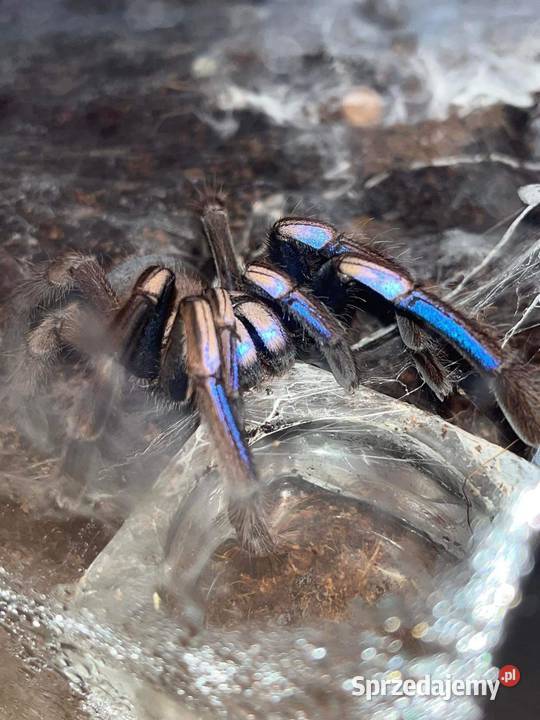 Chilobrachys Natanicharum ex sp electric blue sprzedam