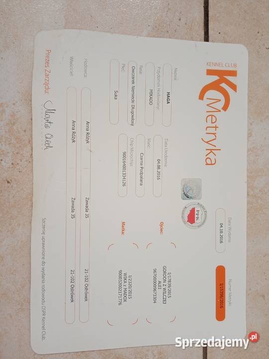 Sprzedam owczarka niemieckiego długowłosego lubelskie Puławy sprzedam