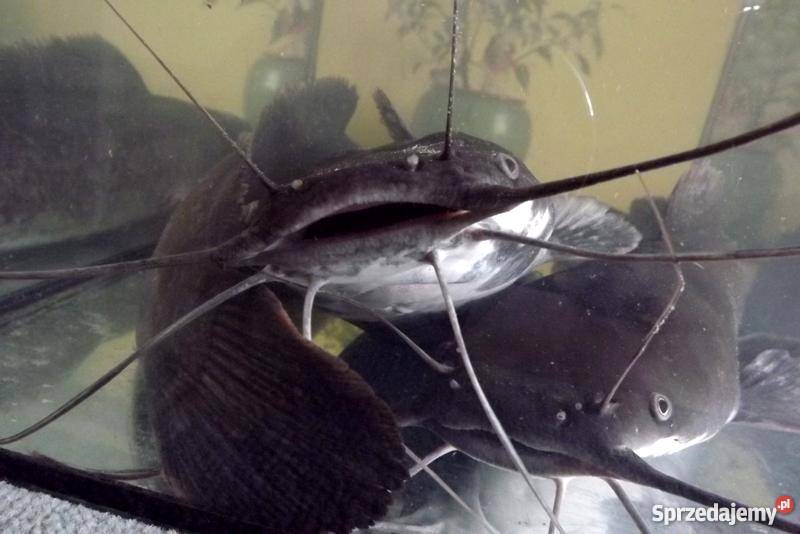 Sum afrykański ryba konsumpcyjna kujawsko-pomorskie