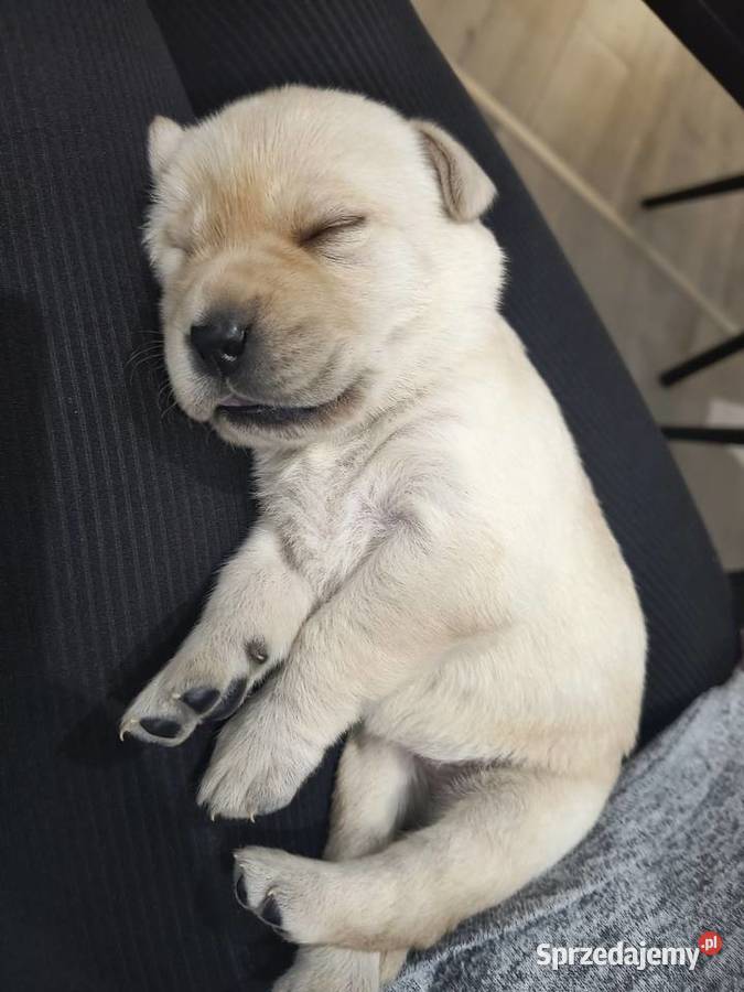 Labrador retriever małopolskie Słopnice