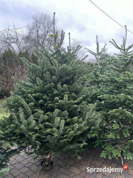 Sprzedaz choinek zapraszamy 570597166 sprzedam