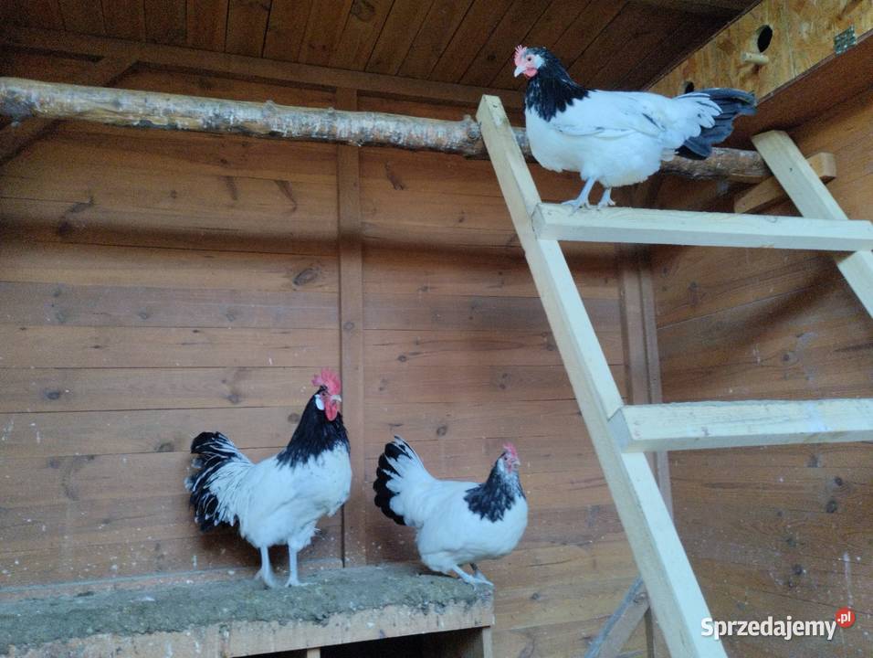 Pisklęta kurczęta ayam cemani vorwerk hamburskie Ptaki Opatów sprzedam