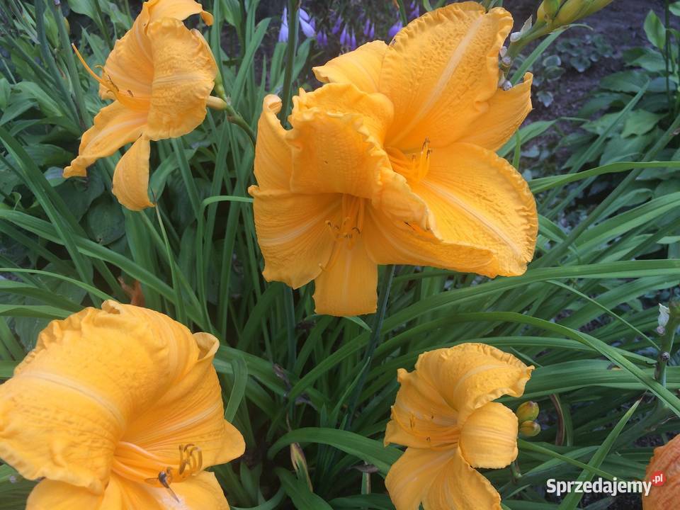 Liliowiec Mix Kolorów Lublin