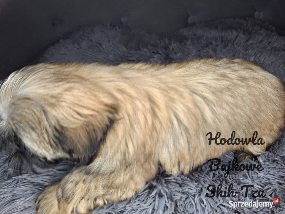 Szczeniaczki shih tzu suczki pieski czekoladowe Grabów