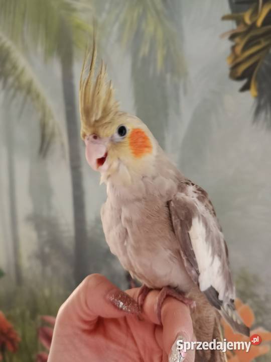 Papuga nimfa ręcznie karmiona oswojona Miastko