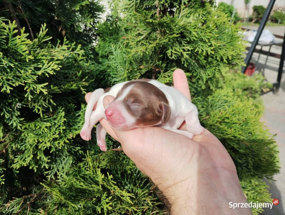 Jamnik długowłosy Piebald Choco Czekoladowy łódzkie Żychlin
