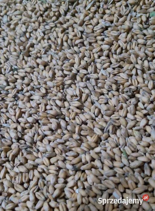 Pszenica ozima Sowina sprzedam