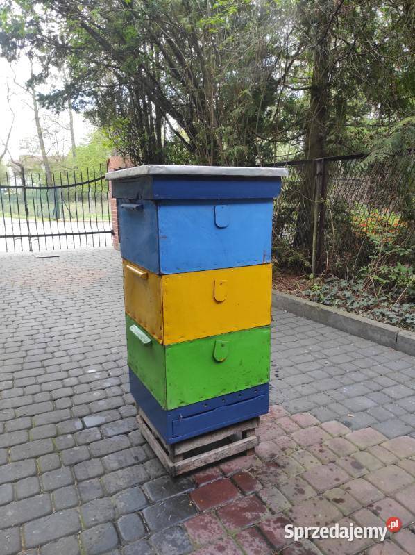 Ule Ostrowskiej używane