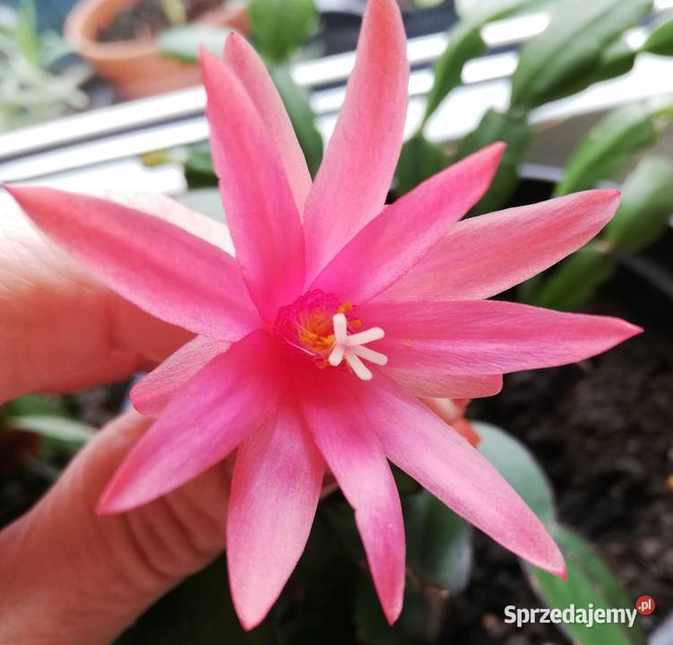 grudnik Rhipsalidopsis sadzonki szczepki kaktus inny kolor zachodniopomorskie Szczecin