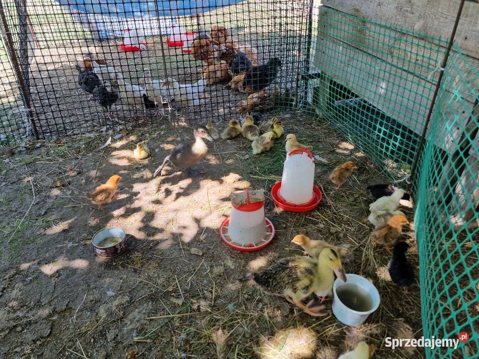 Sprzedam kurczaki i kaczki mazowieckie Garwolin